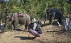 Myanmar’s Elephants are Partners in Resistance and Relief