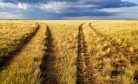 What Does the Decline of Agriculture Really Mean for Central Asia’s Stability? What Does the Decline of Agriculture Really Mean for Central Asia’s Stability?