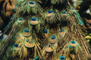 Why We Trust the Peacock’s Tail