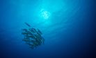 Can Multilateralism Survive the Deep Seabed Mining Race? Can Multilateralism Survive the Deep Seabed Mining Race?