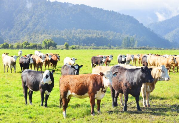 Palau’s President Pushes for Stronger Climate Action After New Zealand Weakens Methane Targets